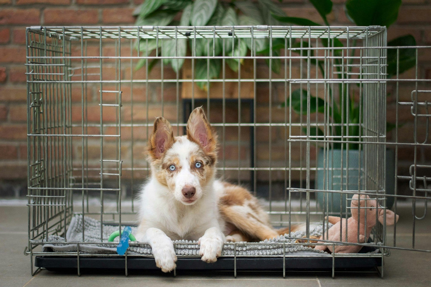 Crates, Kennels, & Carriers